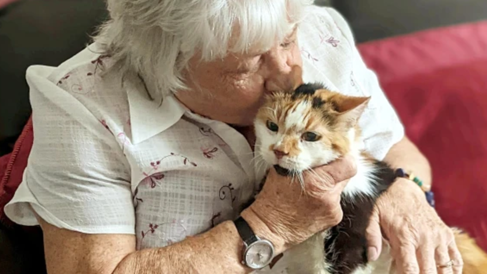 Entlaufene Katze kehrt nach sechs Jahren zu Besitzern zurück oe24 at