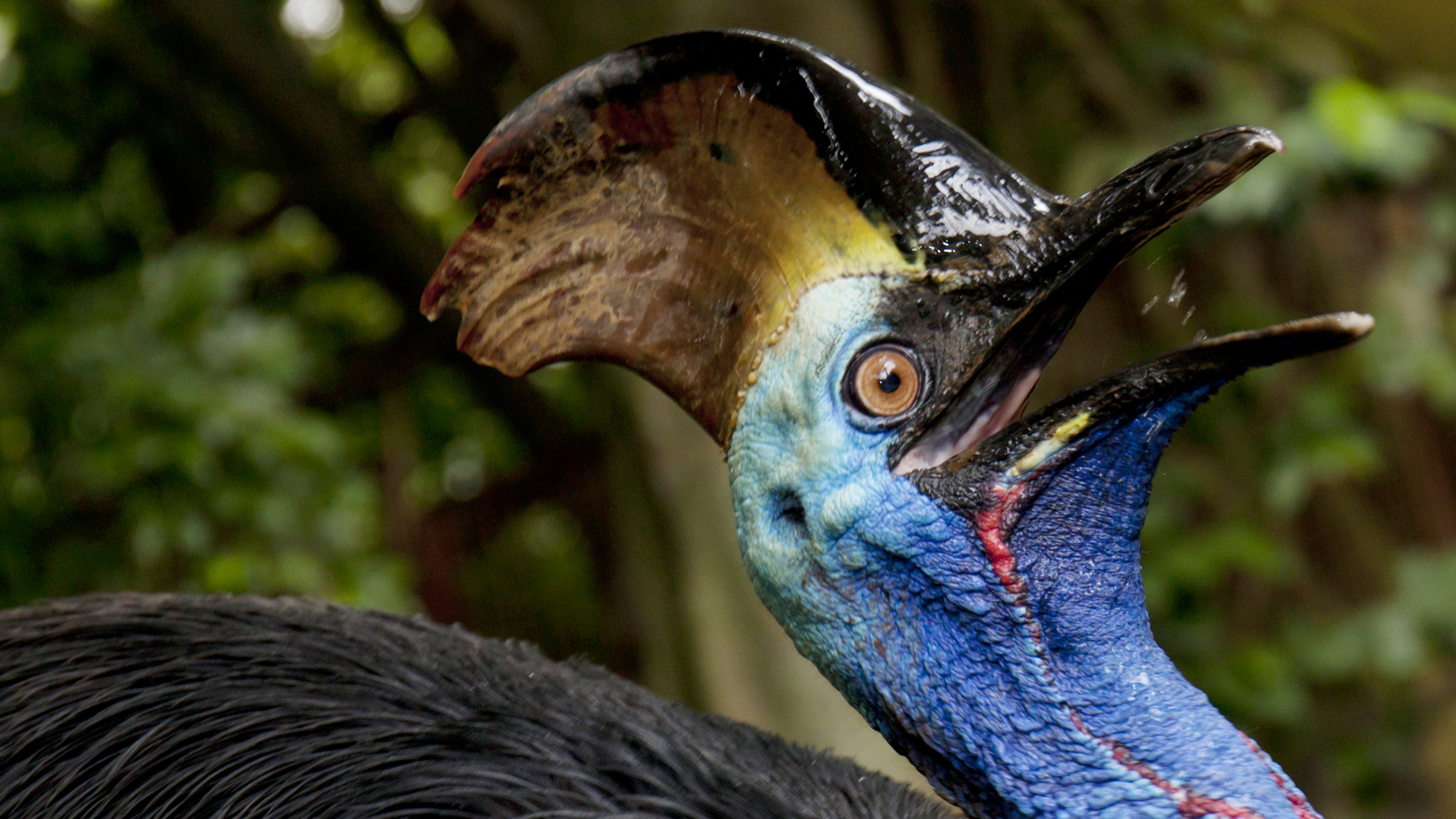 Kasuar Das Ist Der Gef Hrlichste Vogel Der Welt Oe At