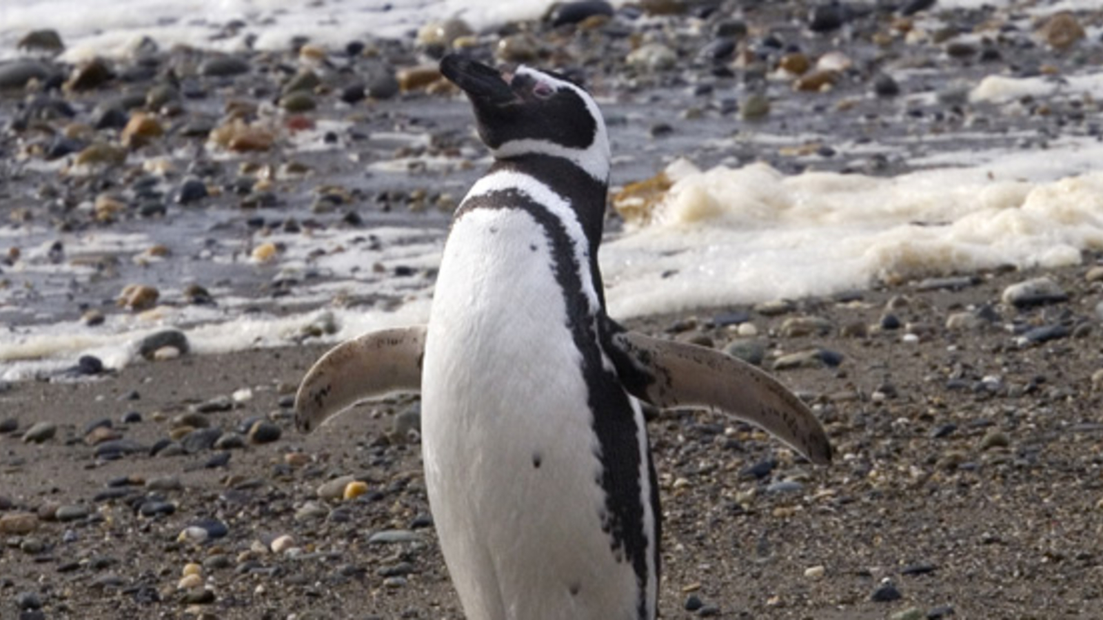 Pinguin in Schottland zum Generalmajor befördert oe24 at