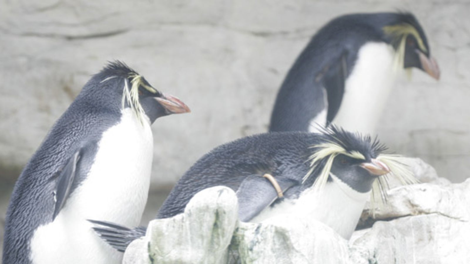 Tausende Pinguin K Ken In Der Antarktis Verhungert Oe At