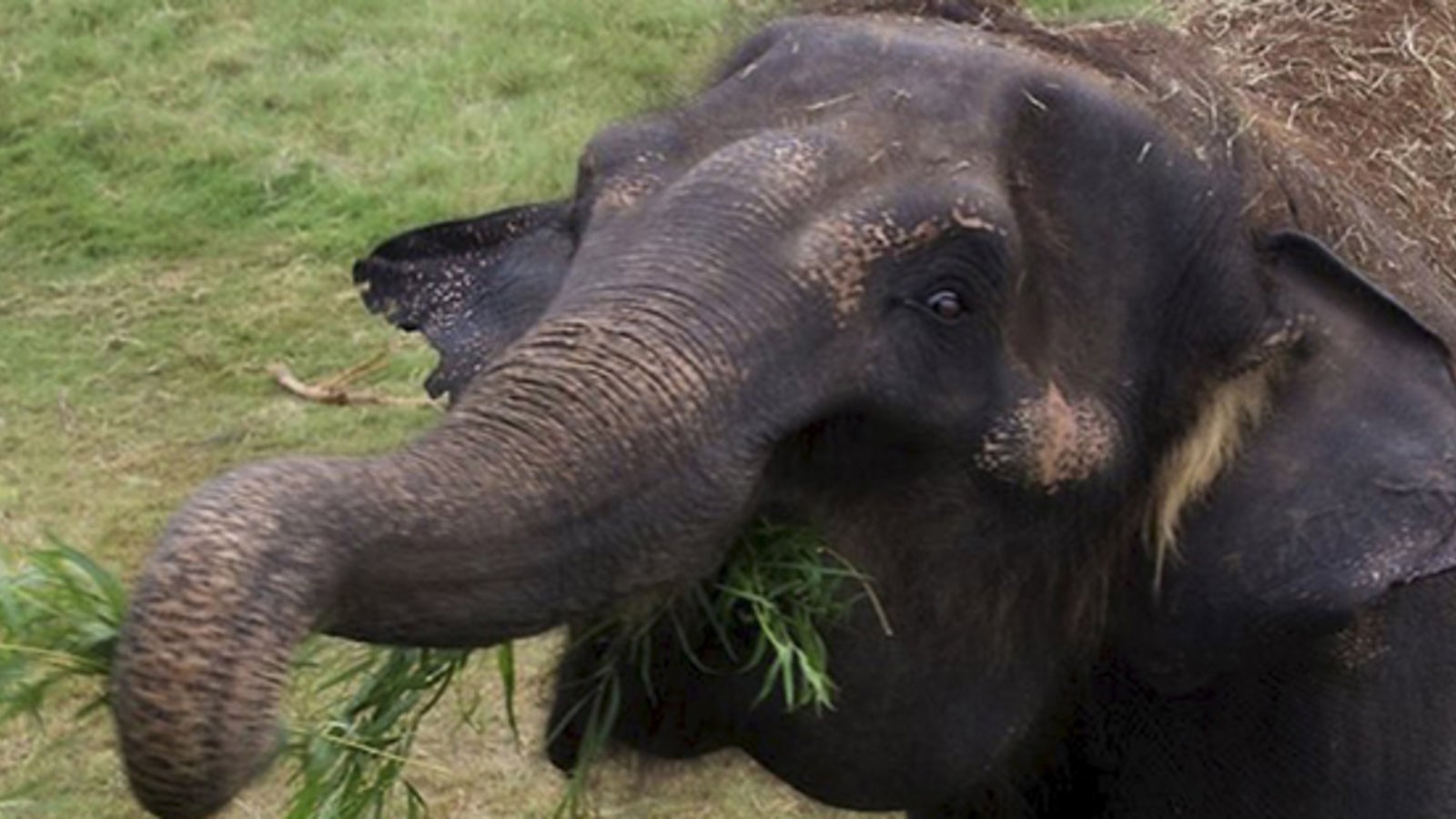 Elefant trampelt Tierärztin zu Tode oe24 at