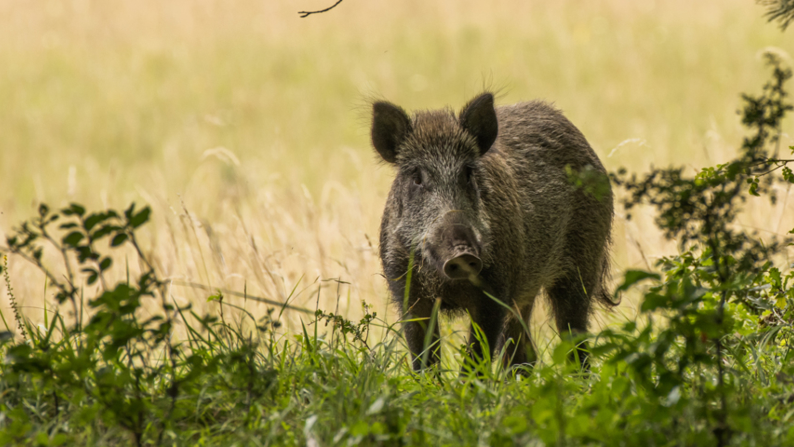 Afrikanische Schweinepest Bayern baut Schutzzaun Richtung Österreich