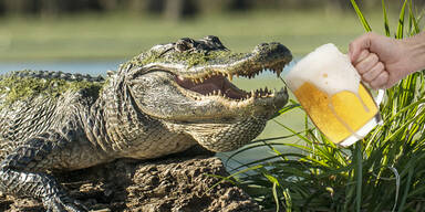 Alligator Bier