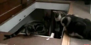 Katze schubst kleine Mieze in den Abgrund