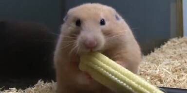 Hamster stopft sich Maiskloben in Backen