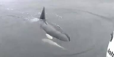Killerwal macht Motorgeräusche nach