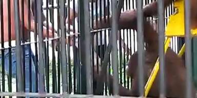 Diebischer Affe klaut T-Shirt durch Gitter