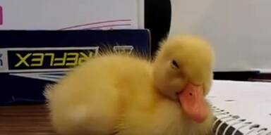 Baby-Ente versucht wach zu bleiben