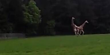 Heißblütige Giraffe kippt beim Sex um