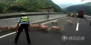 Schweine rennen nach Unfall frei herum