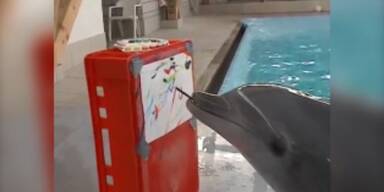 Delfin zeigt sein malerisches Talent