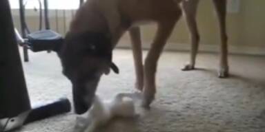 Ungleiches Paar: Hund spielt mit Katze