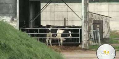 Kuh attackiert Besitzer - Bäuerin Tot