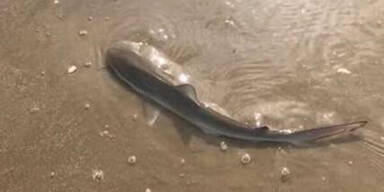 Hai-Attacke in Jesolo: Österreicher gebissen