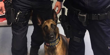 Polizeihund 'Yankee' überführte Drogendealer