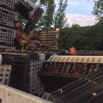 Tiertransporter auf A1 verunglückt 