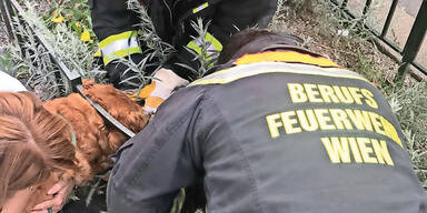 Feuerwehr rettet Hund aus Zaun