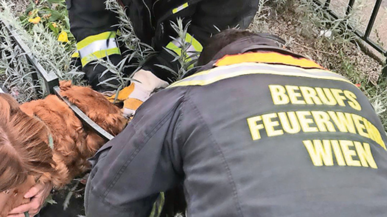 Feuerwehr rettet Hund aus Zaun - oe24.at
