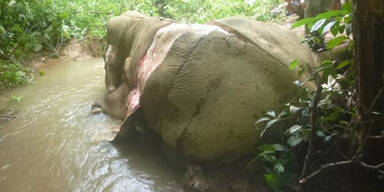 Tierquäler häuten Elefanten wegen Hautcremes