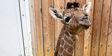 Giraffen Baby