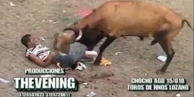 Auch Bullen können einen Stierkampf gewinnen