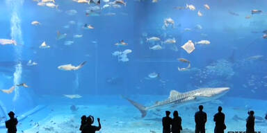 Beeindruckendes Riesen-Aquarium