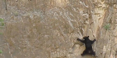 Unfassbar: Bären klettern eine Felswand hoch