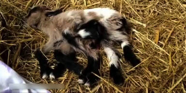 Unvorstellbar: Ziege mit 8 Beinen geboren