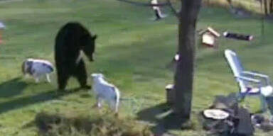 2 Bulldoggen verjagen einen Schwarzbär
