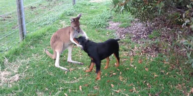 Sehr zärtlich: Känguru kuschelt mit Hund