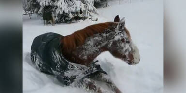 Pferd hat Spaß im Schnee