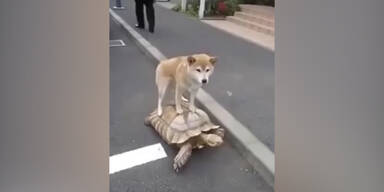 Hund reitet auf Riesen-Schildkröte