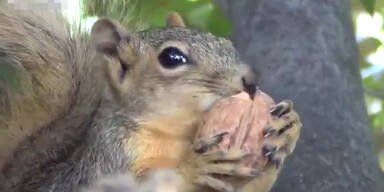 Baby-Eichhörnchen knabbert an Nuss