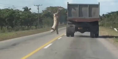 Schwein springt vom fahrenden Laster