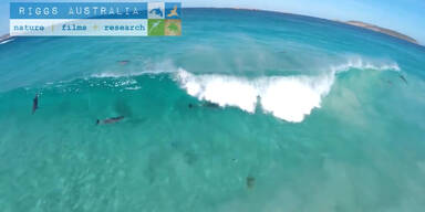 Delfine haben Spaß beim Wellenreiten