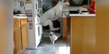 Hund springt wie ein Känguru