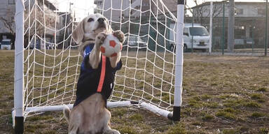 Hund ist ein großes Fußball-Talent