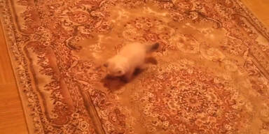 Kätzchen hat Angst vor Teppich