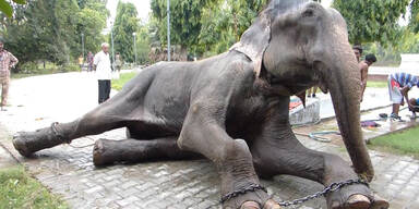 Elefant "Raju" bricht in Tränen aus