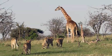 Giraffen-Mutter verteidigt Baby