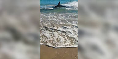 Weißer Hai tanzt auf dem Strand