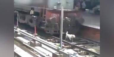 Überlebt: Hund wird von Zug überrollt