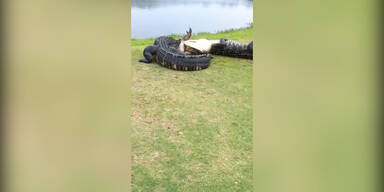 Alligatoren auf dem Golfplatz