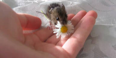 Süße kleine Maus isst eine Blume