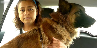 Frau rettet Hund auf Autobahn