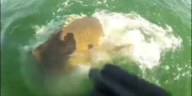Mega-Barsch verschlingt Hai mit einem Bissen