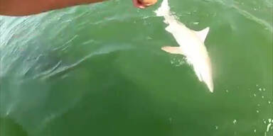Zackenbarsch verschlingt Hai
