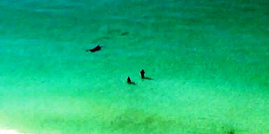 Hammerhai schwimmt in Strandnähe