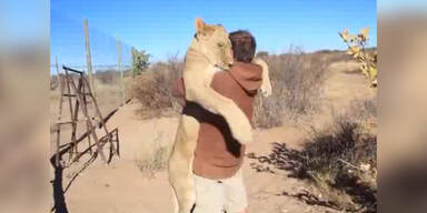 Löwe freut sich über Besuch von Freund