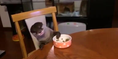 Süßer Otter isst am Tisch